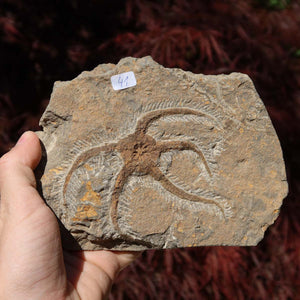 Versteinertes Fossil - Seestern (Schlangensterne Ophiura sp.) 465 Millionen Jahre - 18x10 cm - Nr. 41 in Hand gehalten