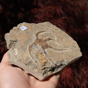 Versteinertes Fossil - Seestern (Schlangensterne Ophiura sp.) 465 Millionen Jahre - 18x10 cm - Nr. 41 in einer Hand gehalten