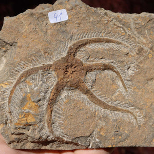 Versteinertes Fossil - Seestern (Schlangensterne Ophiura sp.) 465 Millionen Jahre - 18x10 cm - Nr. 41