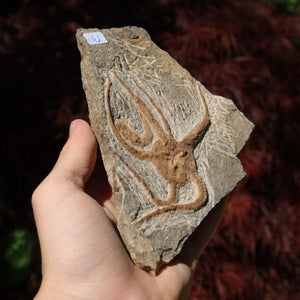 Versteinertes Fossil - Seestern (Schlangensterne Ophiura sp.) 465 Millionen Jahre - 14x11 cm - Nr. 42 in Hand gehalten