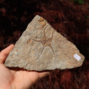Versteinertes Fossil - Seestern (Schlangensterne Ophiura sp.) 465 Millionen Jahre - 15x12 cm - Nr. 44 in Hand gehalten