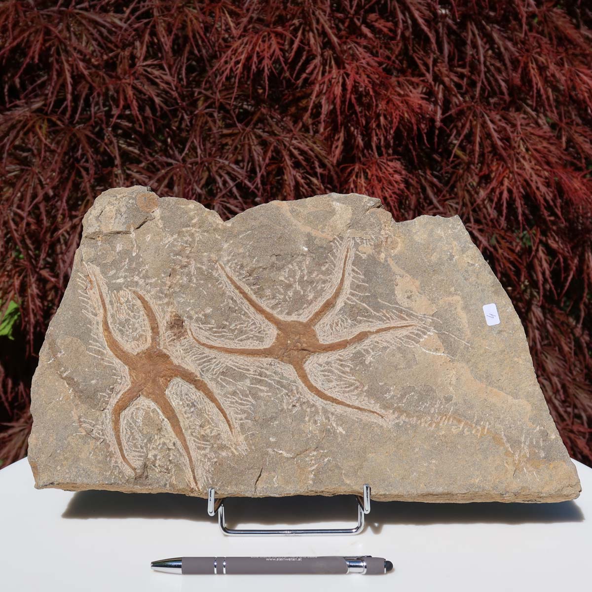 Versteinertes Fossil - Seestern (Schlangensterne Ophiura sp.) 465 Millionen Jahre - 34x19 cm - Nr. 4, naturbelassenes Kunstwerk