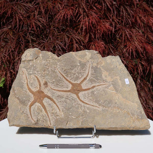 Versteinertes Fossil - Seestern (Schlangensterne Ophiura sp.) 465 Millionen Jahre - 34x19 cm - Nr. 4, naturbelassenes Kunstwerk