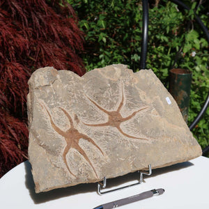 Versteinertes Fossil - Seestern (Schlangensterne Ophiura sp.) 465 Millionen Jahre - 34x19 cm - Nr. 4, Detailaufnahme