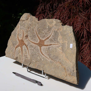 Versteinertes Fossil - Seestern (Schlangensterne Ophiura sp.) 465 Millionen Jahre - 34x19 cm - Nr. 4, natürlich und detailreich