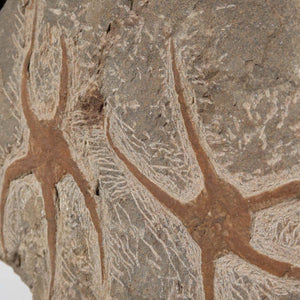 Versteinertes Fossil - Seestern (Schlangensterne Ophiura sp.) 465 Millionen Jahre - 34x19 cm - Nr. 4, detailreiches Marokko Exemplar