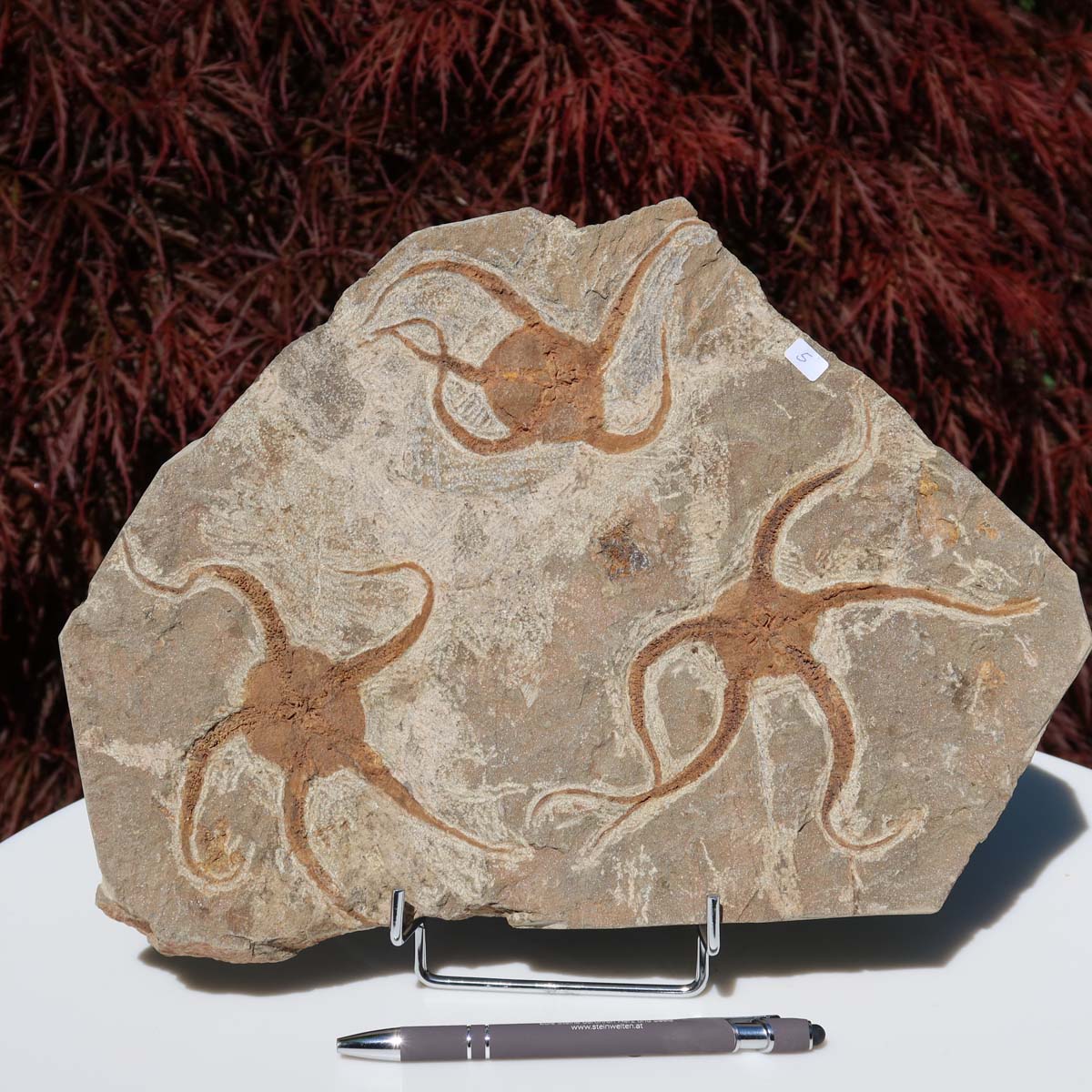 Versteinertes Fossil - Seestern (Schlangensterne Ophiura sp.) 465 Millionen Jahre - 32x23 cm - Nr. 5