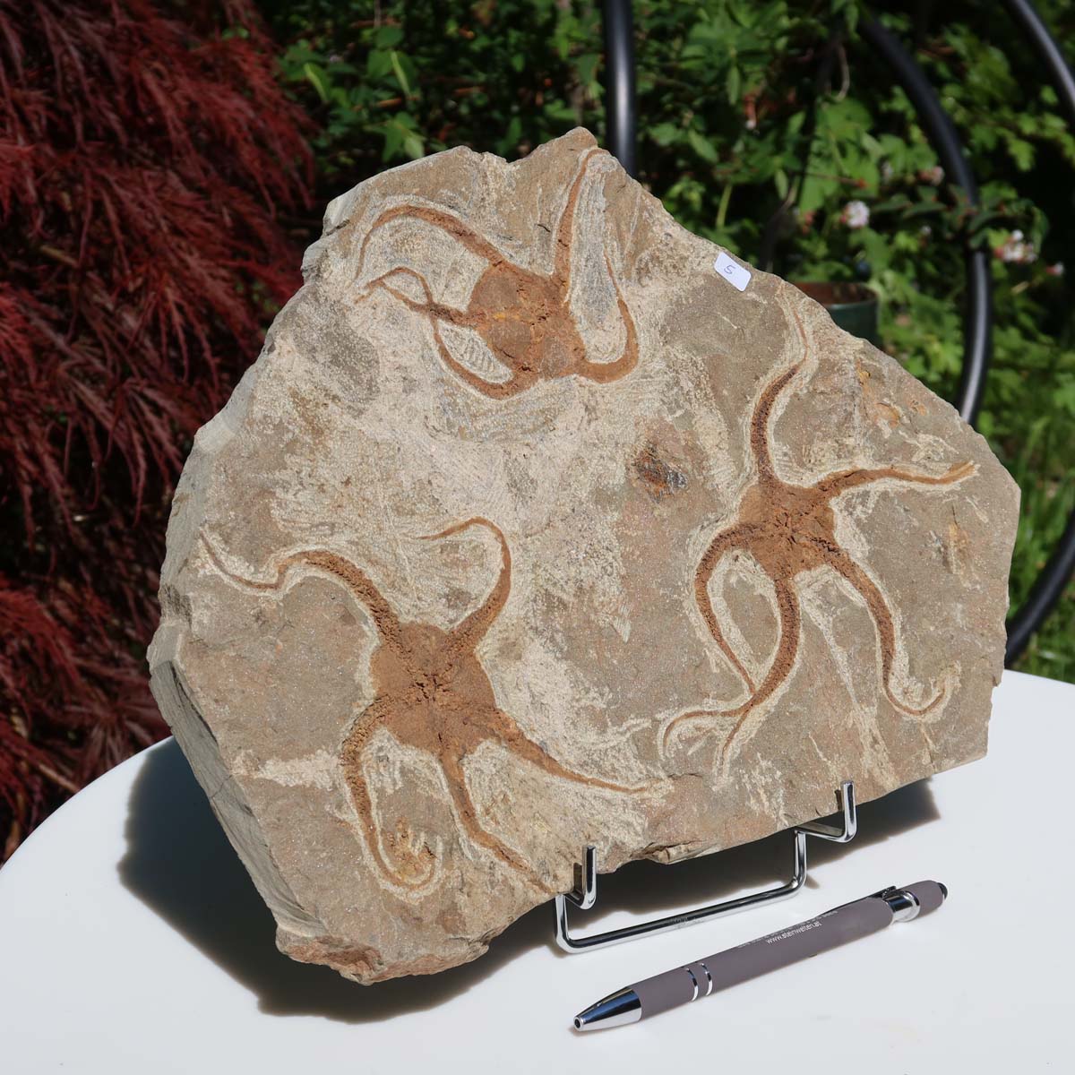 Versteinertes Fossil - Seestern (Schlangensterne Ophiura sp.) 465 Millionen Jahre - 32x23 cm - Nr. 5