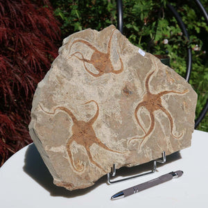 Versteinertes Fossil - Seestern (Schlangensterne Ophiura sp.) 465 Millionen Jahre - 32x23 cm - Nr. 5 auf Ständer, Nahaufnahme