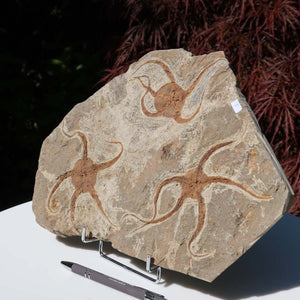 Versteinertes Fossil - Seestern (Schlangensterne Ophiura sp.) 465 Millionen Jahre - 32x23 cm - Nr. 5, ausgestellt auf einem Ständer.