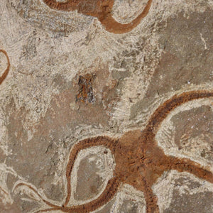 Versteinertes Fossil - Seestern (Schlangensterne Ophiura sp.) 465 Millionen Jahre - 32x23 cm - Nr. 5 aus Marokko, natürliche Details