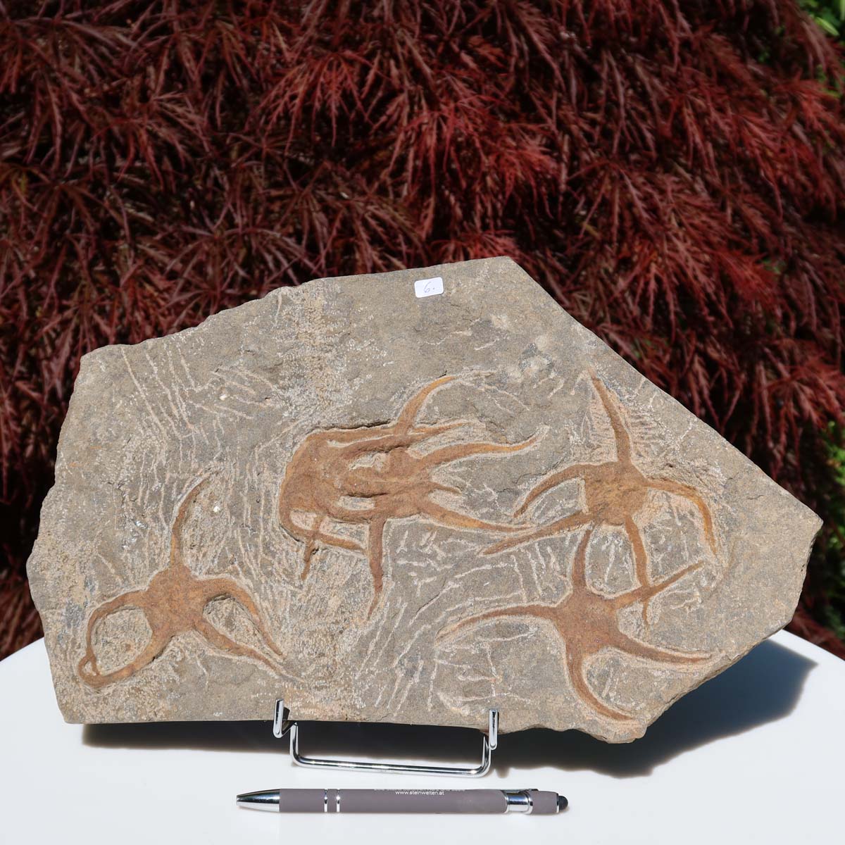 Versteinertes Fossil - Seestern (Schlangensterne Ophiura sp.) 465 Millionen Jahre - 35x22 cm - Nr. 6