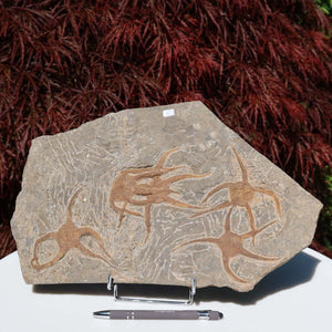 Versteinertes Fossil - Seestern (Schlangensterne Ophiura sp.) 465 Millionen Jahre - 35x22 cm - Nr. 6