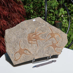 Versteinertes Fossil - Seestern (Schlangensterne Ophiura sp.) 465 Millionen Jahre - 35x22 cm - Nr. 6 auf Ständer