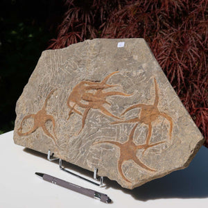 Versteinertes Fossil - Seestern (Schlangensterne Ophiura sp.) 465 Millionen Jahre - 35x22 cm - Nr. 6, detailliert und natürlich