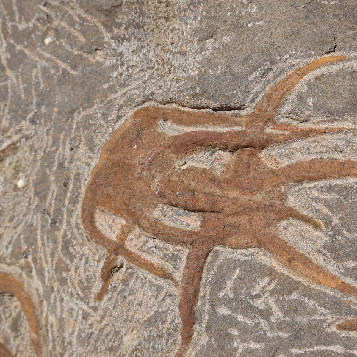 Versteinertes Fossil - Seestern (Schlangensterne Ophiura sp.) 465 Millionen Jahre - 35x22 cm - Nr. 6