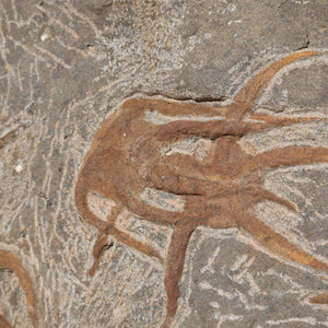 Versteinertes Fossil - Seestern (Schlangensterne Ophiura sp.) 465 Millionen Jahre - 35x22 cm - Nr. 6 in detaillierter Nahaufnahme.