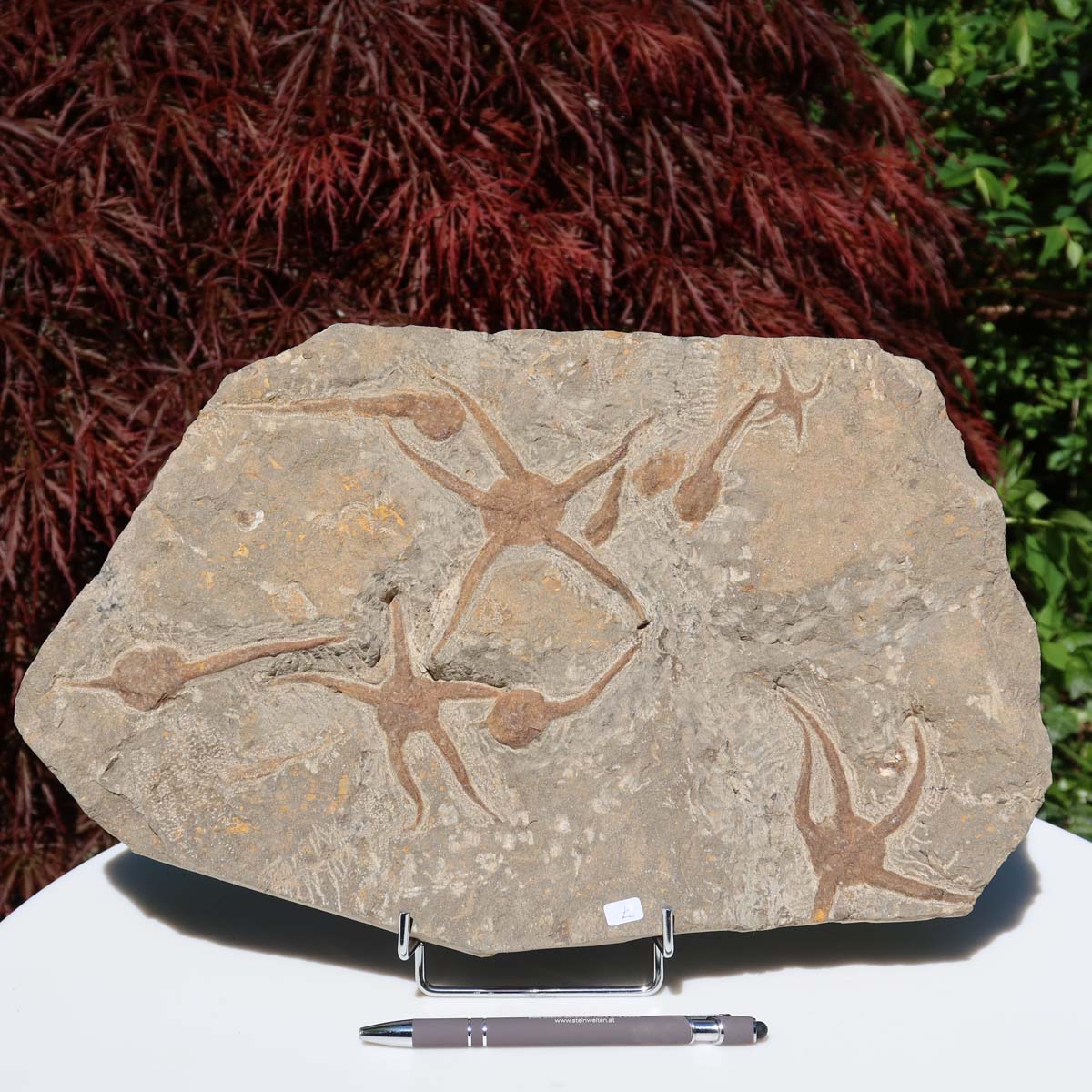 Versteinertes Fossil - Seestern (Schlangensterne Ophiura sp.) 465 Millionen Jahre - 38x24 cm - Nr. 7, ausgestellt im Freien.