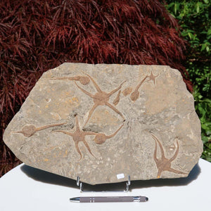 Versteinertes Fossil - Seestern (Schlangensterne Ophiura sp.) 465 Millionen Jahre - 38x24 cm - Nr. 7, ausgestellt im Freien.