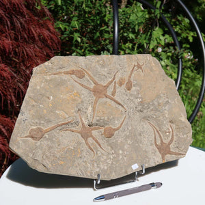 Versteinertes Fossil - Seestern (Schlangensterne Ophiura sp.) 465 Millionen Jahre - 38x24 cm - Nr. 7, aus Marokko, natürliche Details