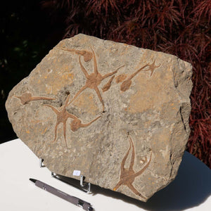 Versteinertes Fossil - Seestern (Schlangensterne Ophiura sp.) 465 Millionen Jahre - 38x24 cm - Nr. 7 auf einem Ständer