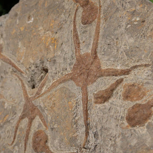 Versteinertes Fossil - Seestern (Schlangensterne Ophiura sp.) 465 Millionen Jahre - 38x24 cm - Nr. 7 in natürlicher Steinform.