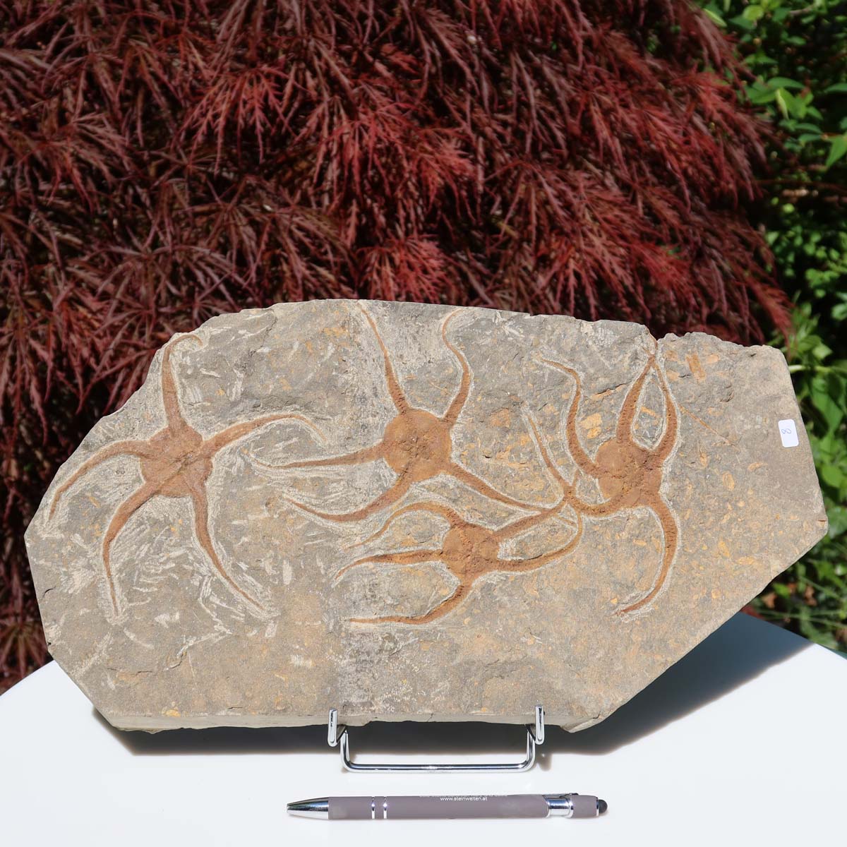 Versteinertes Fossil - Seestern (Schlangensterne Ophiura sp.) 465 Millionen Jahre - 38x20 cm - Nr. 8 auf Holzständer