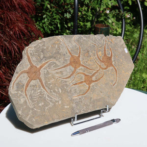 Versteinertes Fossil - Seestern (Schlangensterne Ophiura sp.) 465 Millionen Jahre - 38x20 cm - Nr. 8, natürliche Schönheit