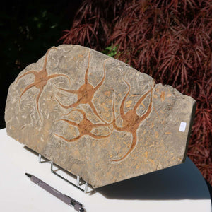 Versteinertes Fossil - Seestern (Schlangensterne Ophiura sp.) 465 Millionen Jahre - 38x20 cm - Nr. 8 in natürlicher Umgebung