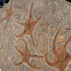 Versteinertes Fossil - Seestern (Schlangensterne Ophiura sp.) 465 Millionen Jahre - 38x20 cm - Nr. 8