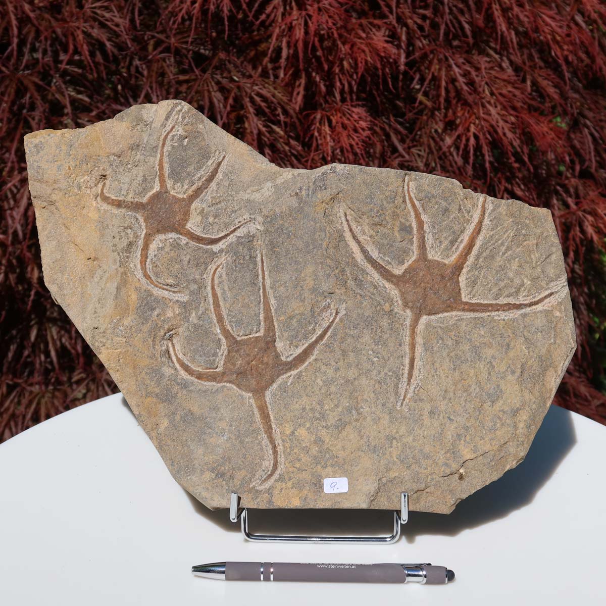 Versteinertes Fossil - Seestern (Schlangensterne Ophiura sp.) 465 Millionen Jahre - 35x20 cm - Nr. 9 aufgestellt auf einem Tisch