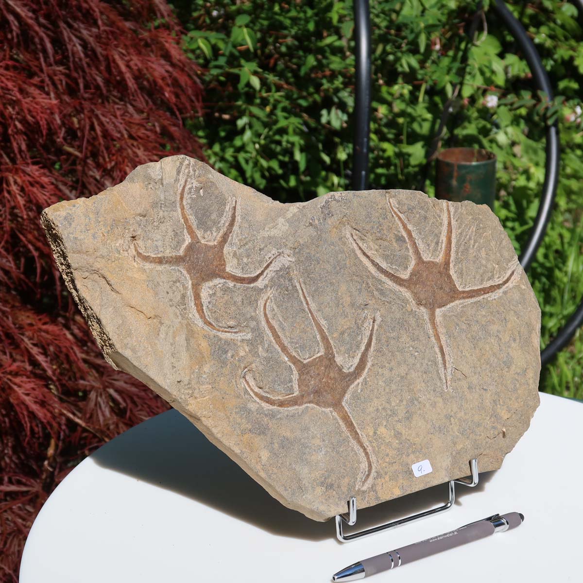 Versteinertes Fossil - Seestern (Schlangensterne Ophiura sp.) 465 Millionen Jahre - 35x20 cm - Nr. 9 aufgestellt auf einem Tisch