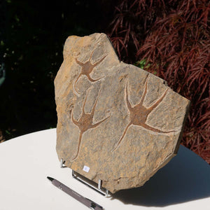 Versteinertes Fossil - Seestern (Schlangensterne Ophiura sp.) 465 Millionen Jahre - 35x20 cm - Nr. 9 auf Steinsockel