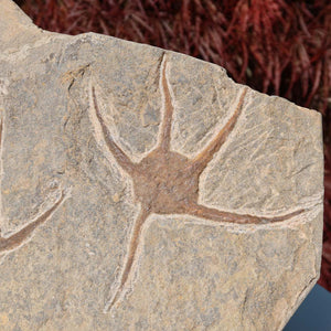 Versteinertes Fossil - Seestern (Schlangensterne Ophiura sp.) 465 Millionen Jahre - 35x20 cm - Nr. 9 in Marokko