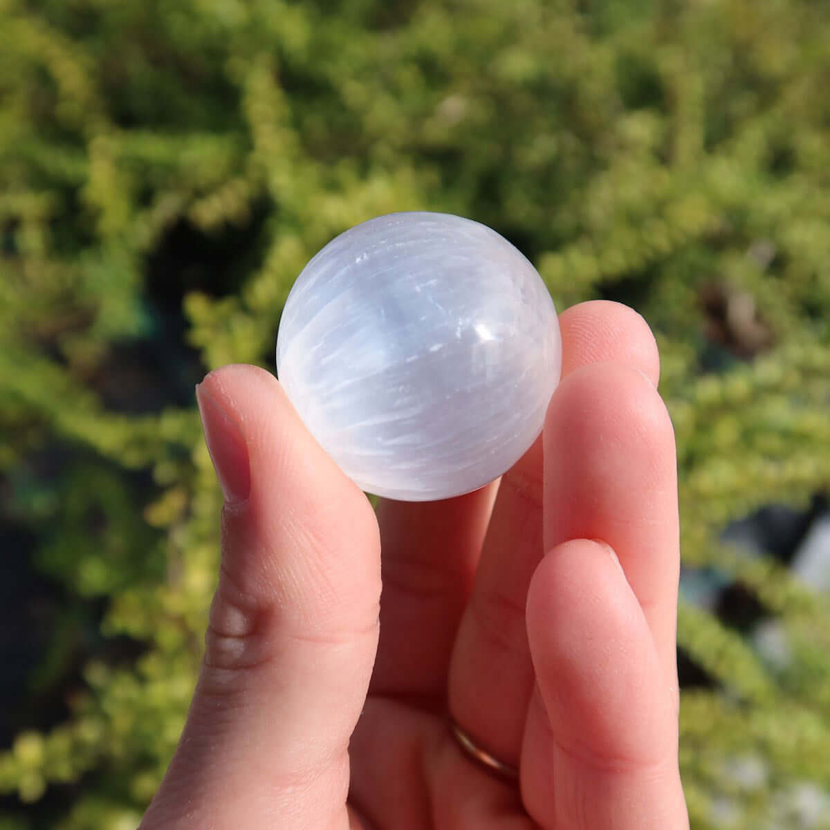 Hand holding four natural Selenite crystal spheres, 30mm, on a green leaf background.