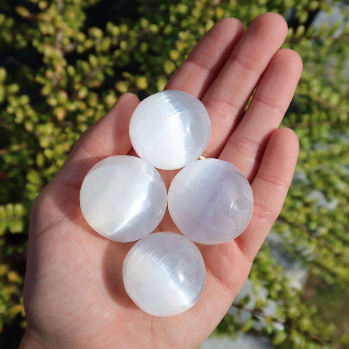 Hand holding four natural Selenite crystal spheres, 30mm, on a green leaf background.