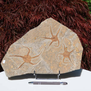 Versteinertes Fossil - Seestern (Schlangensterne Ophiura sp.) 465 Millionen Jahre - 33x25 cm - Nr. 1 auf Steinplatte