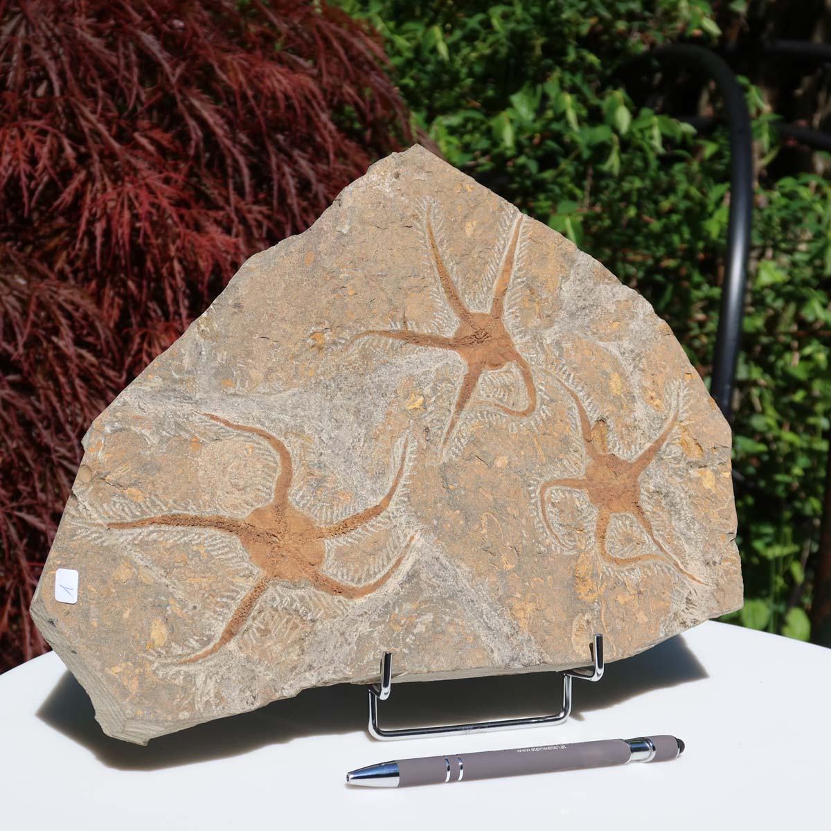 Versteinertes Fossil - Seestern (Schlangensterne Ophiura sp.) 465 Millionen Jahre - 33x25 cm - Nr. 1 auf Steinplatte