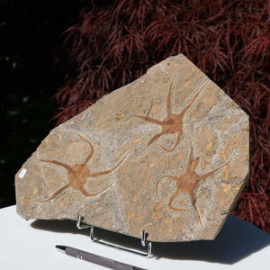 Versteinertes Fossil - Seestern (Schlangensterne Ophiura sp.) 465 Millionen Jahre - 33x25 cm - Nr. 1 aus Marokko
