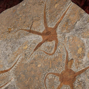 Versteinertes Fossil - Seestern (Schlangensterne Ophiura sp.) 465 Millionen Jahre - 33x25 cm - Nr. 1, natürliche Schönheit