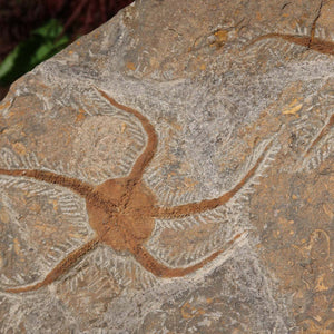 Versteinertes Fossil - Seestern (Schlangensterne Ophiura sp.) 465 Millionen Jahre - 33x25 cm - Nr. 1 aus Marokko
