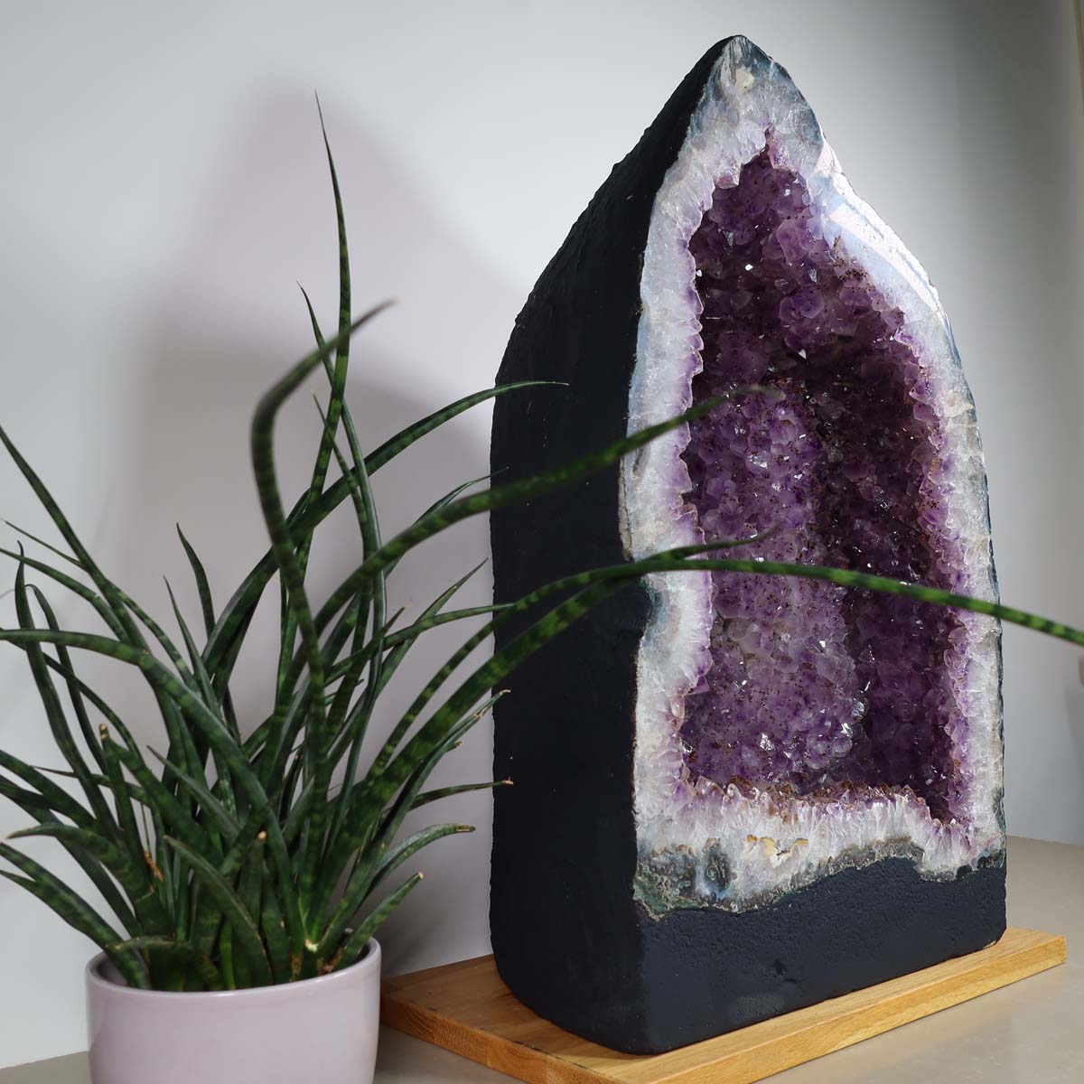 Amethyst Druse – Geode - 34x55x27cm und 55,4kg – Steinwelten OG - Nr. 454 next to a potted plant