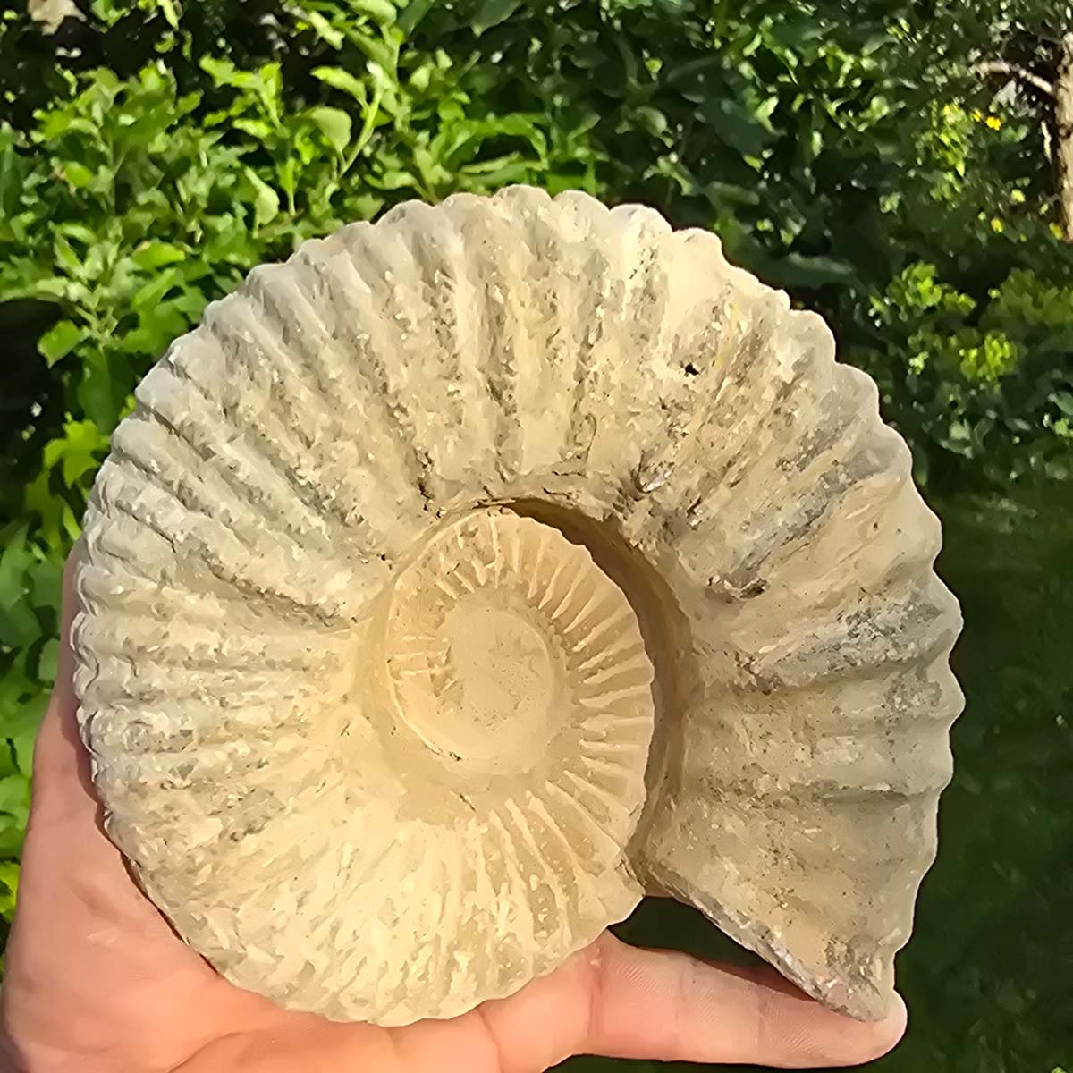 Ammonit - Echtes versteinertes Fossil - 100 Millionen Jahre alt - 17x15x6 cm - NR. 25