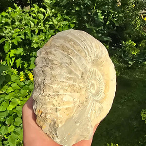 Ammonit - Echtes versteinertes Fossil - 100 Millionen Jahre alt - 16x14x6 cm - NR. 20