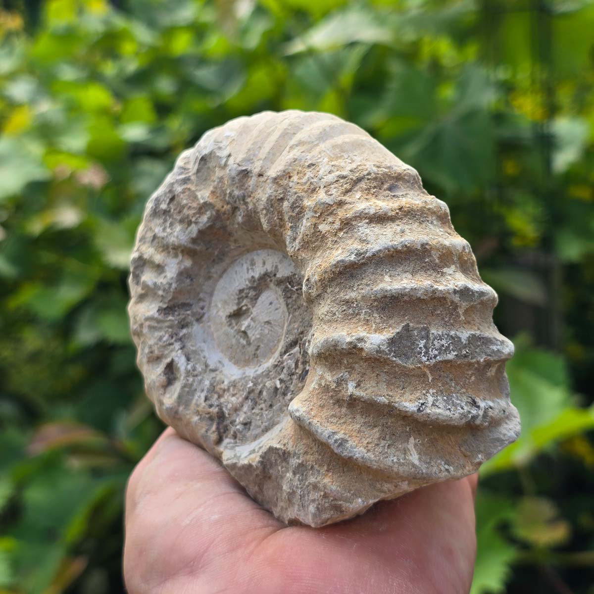 Ammonit - Echtes versteinertes Fossil - 100 Millionen Jahre alt - 12x10x5 cm - NR. 80