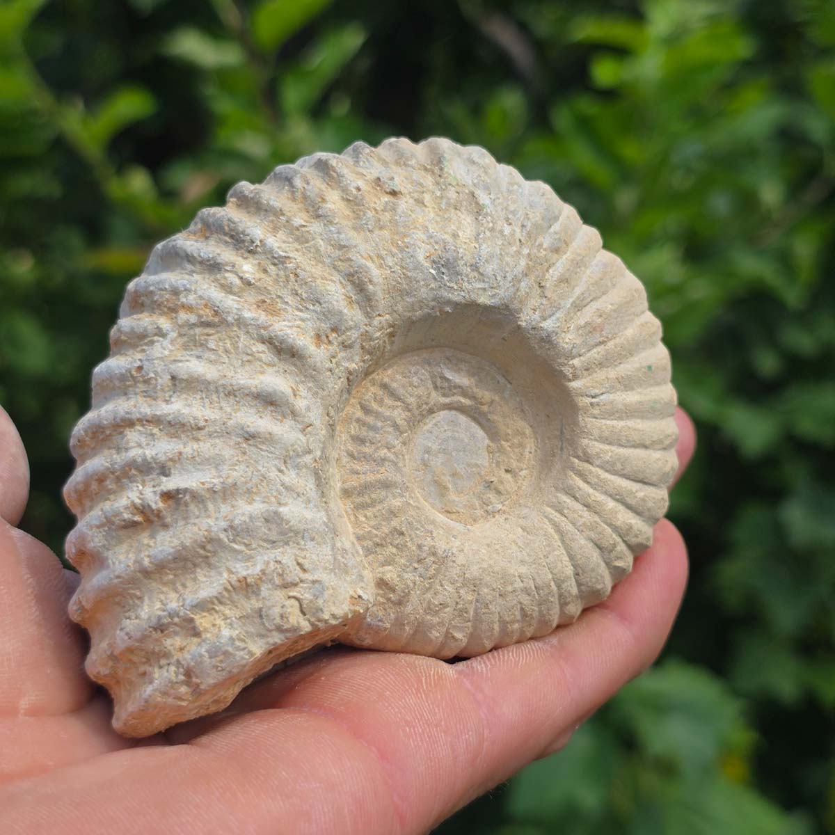 Ammonit - Echtes versteinertes Fossil - 100 Millionen Jahre alt - 10x8x5 cm - NR. 52