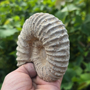 Ammonit - Echtes versteinertes Fossil - 100 Millionen Jahre alt - 12x10x5 cm - NR. 79