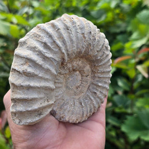Ammonit - Echtes versteinertes Fossil - 100 Millionen Jahre alt - 12x10x5 cm - NR. 79