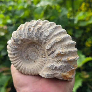 Ammonit - Echtes versteinertes Fossil - 100 Millionen Jahre alt - 12x10x5 cm - NR. 76