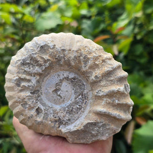 Ammonit - Echtes versteinertes Fossil - 100 Millionen Jahre alt - 12x10x5 cm - NR. 80